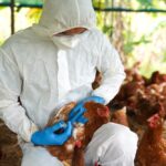 bird-flu-outbreak-in-georgia-threatens-u.s.-poultry-exports