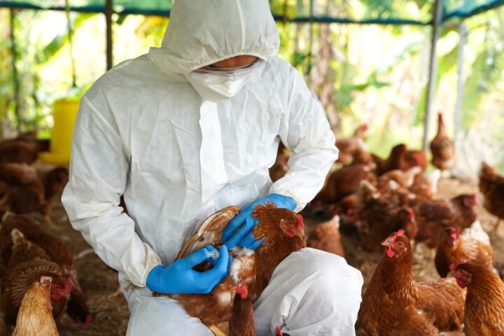 bird-flu-outbreak-in-georgia-threatens-u.s.-poultry-exports